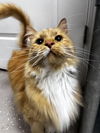 Comet - Must Apply in Person !
