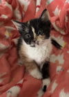 Callie