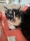 Callie