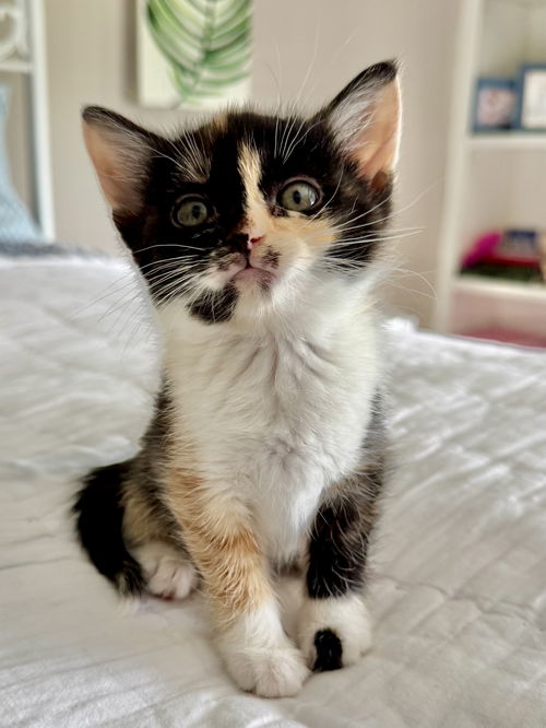 Callie