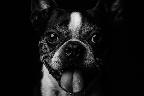 Jax