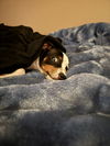 Bruno