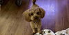 Teddy