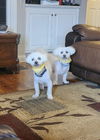 Brandi & Brodie