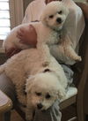 Brandi & Brodie