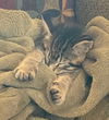 Mae