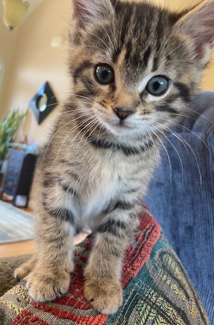 Mae