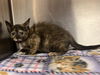 adoptable Cat in , KY named Colette