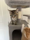 Tabitha