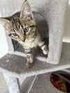 Tabitha