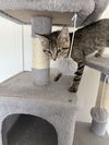 Tabitha