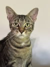 adoptable Cat in , KY named Brienne