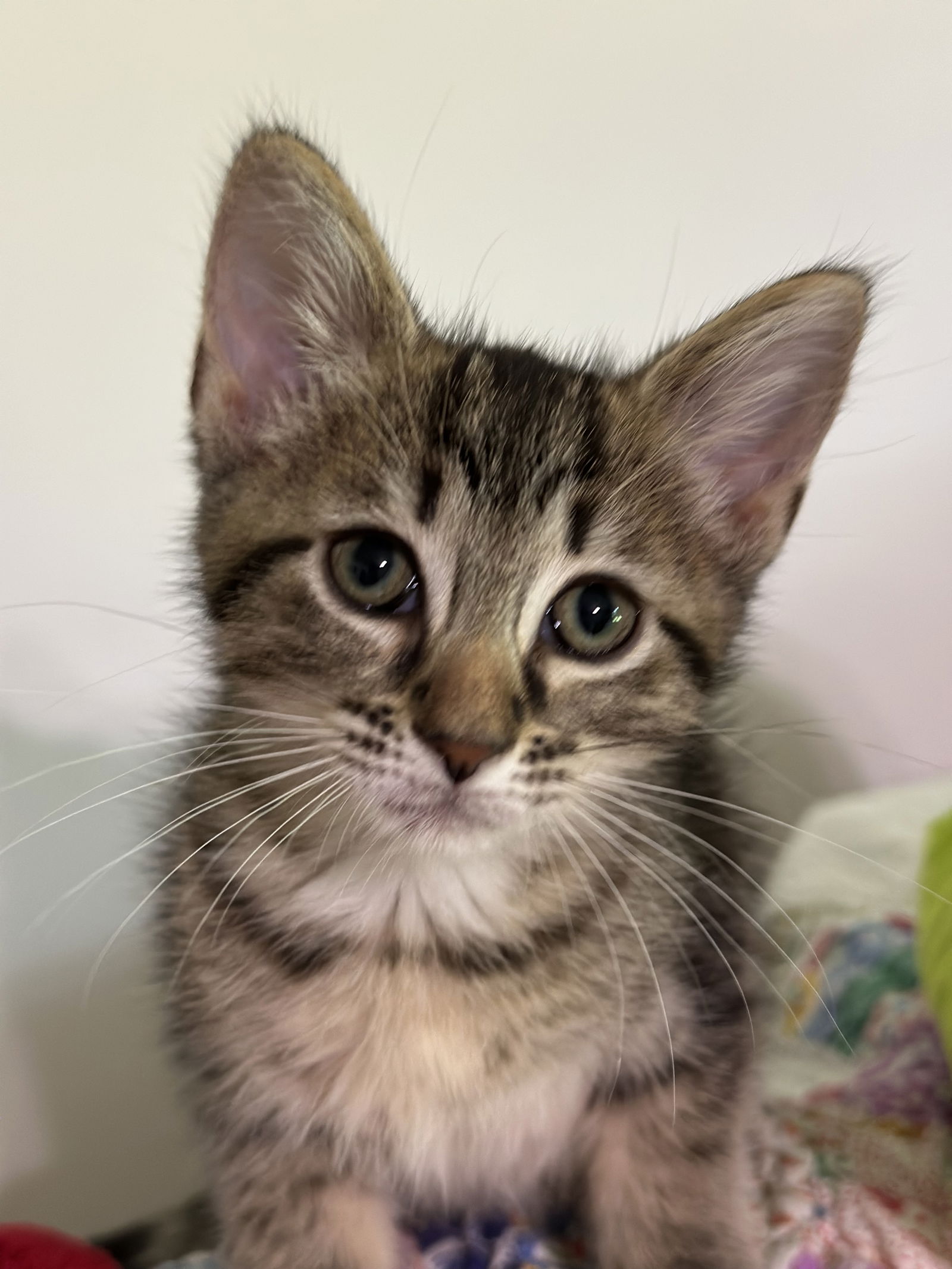 adoptable Cat in Georgetown, KY named Arya