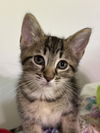 adoptable Cat in , KY named Arya