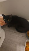 adoptable Cat in , KY named Kait