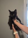 adoptable Cat in , KY named Teddy