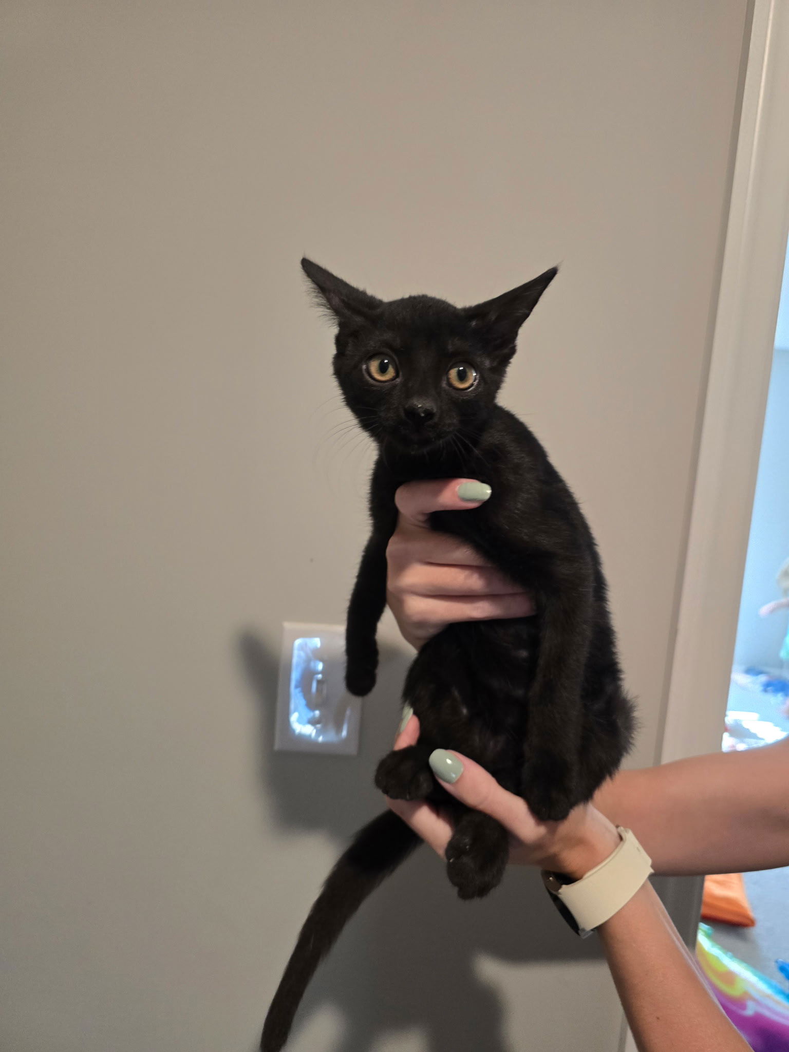adoptable Cat in Georgetown, KY named Tommy