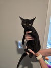 adoptable Cat in , KY named Tommy