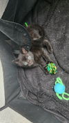 adoptable Cat in  named Gambit