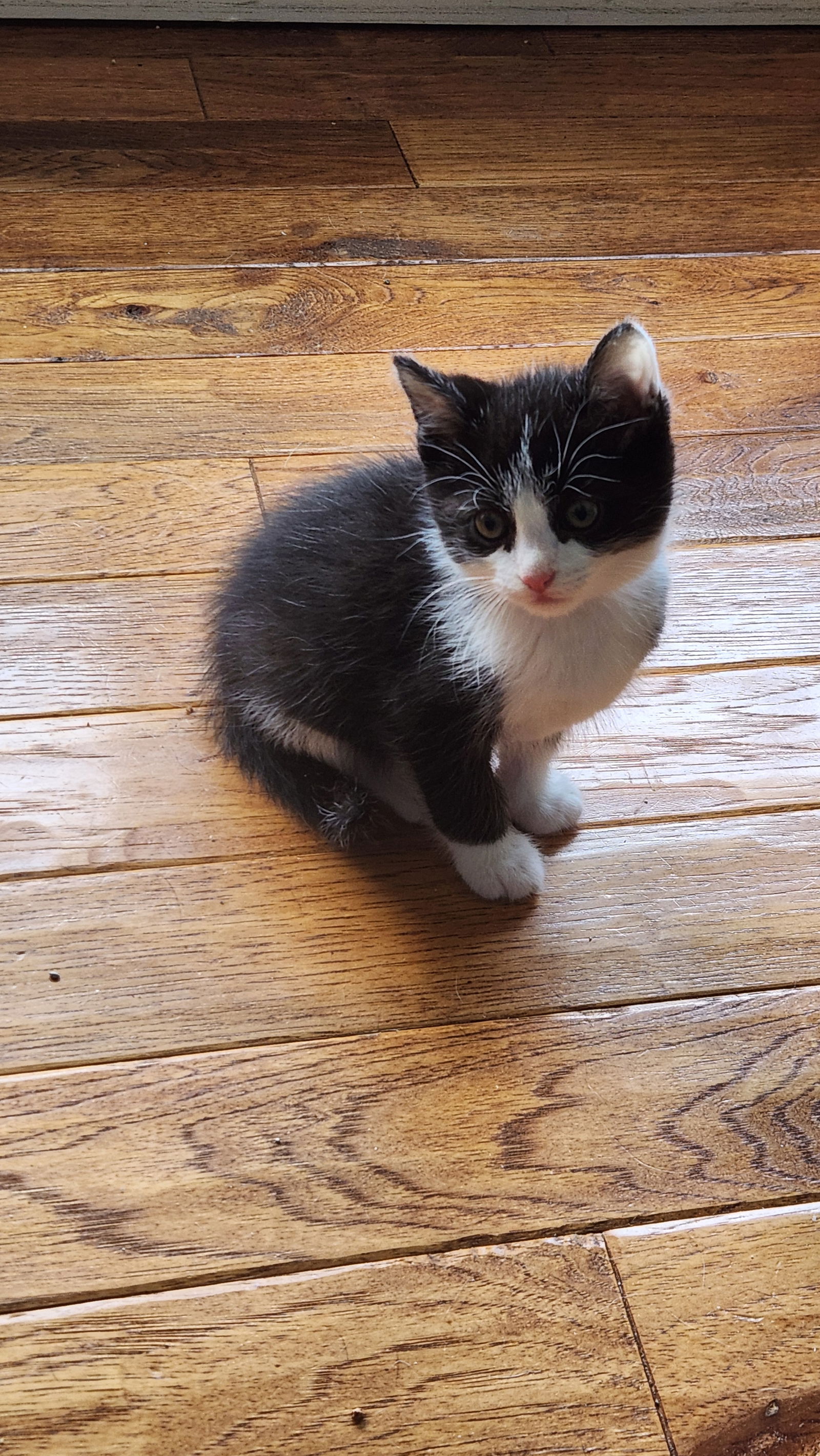 adoptable Cat in Georgetown, KY named Logan