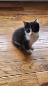 adoptable Cat in  named Logan