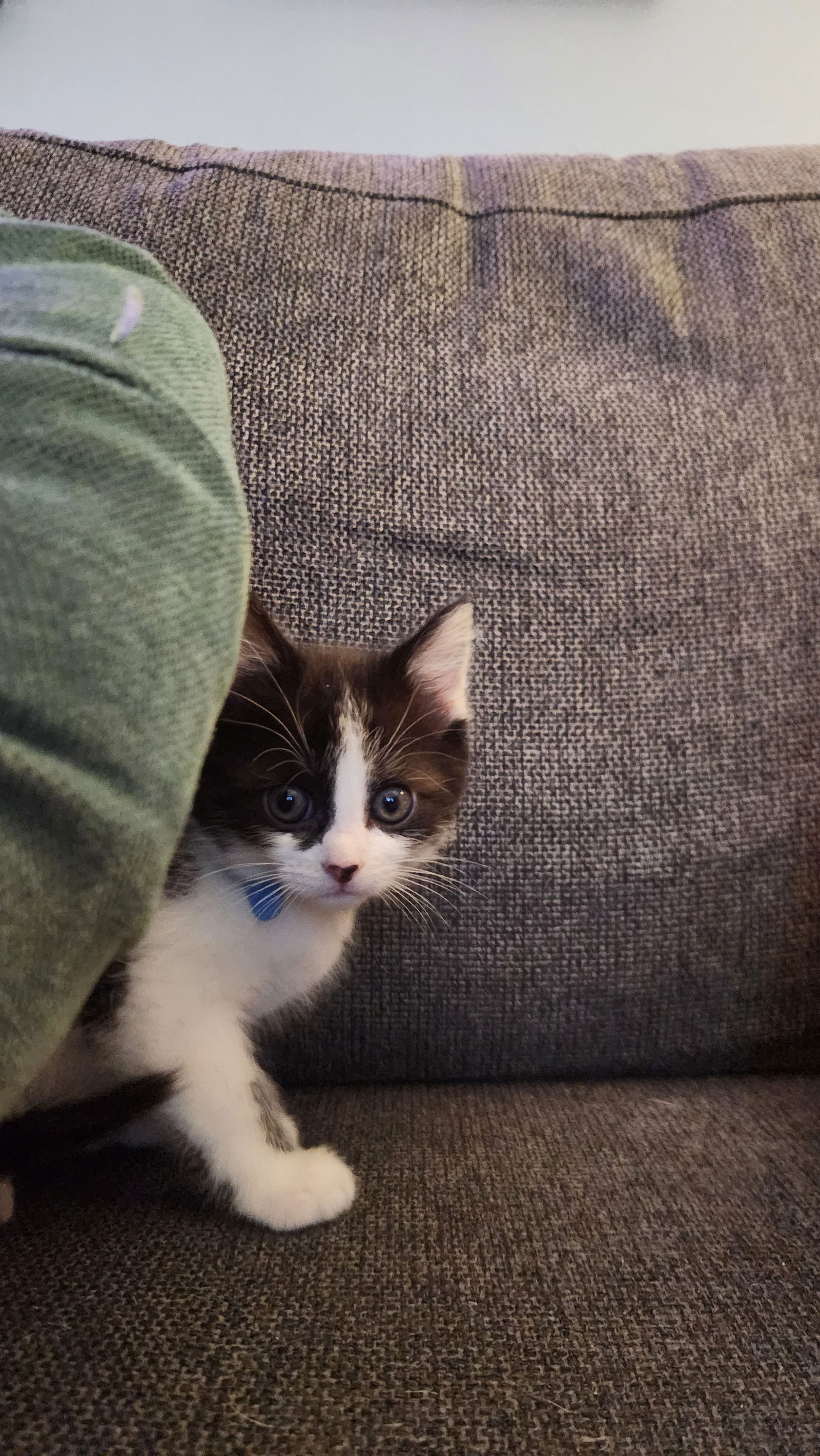 adoptable Cat in Georgetown, KY named Domino