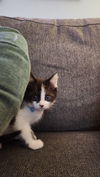 adoptable Cat in  named Domino