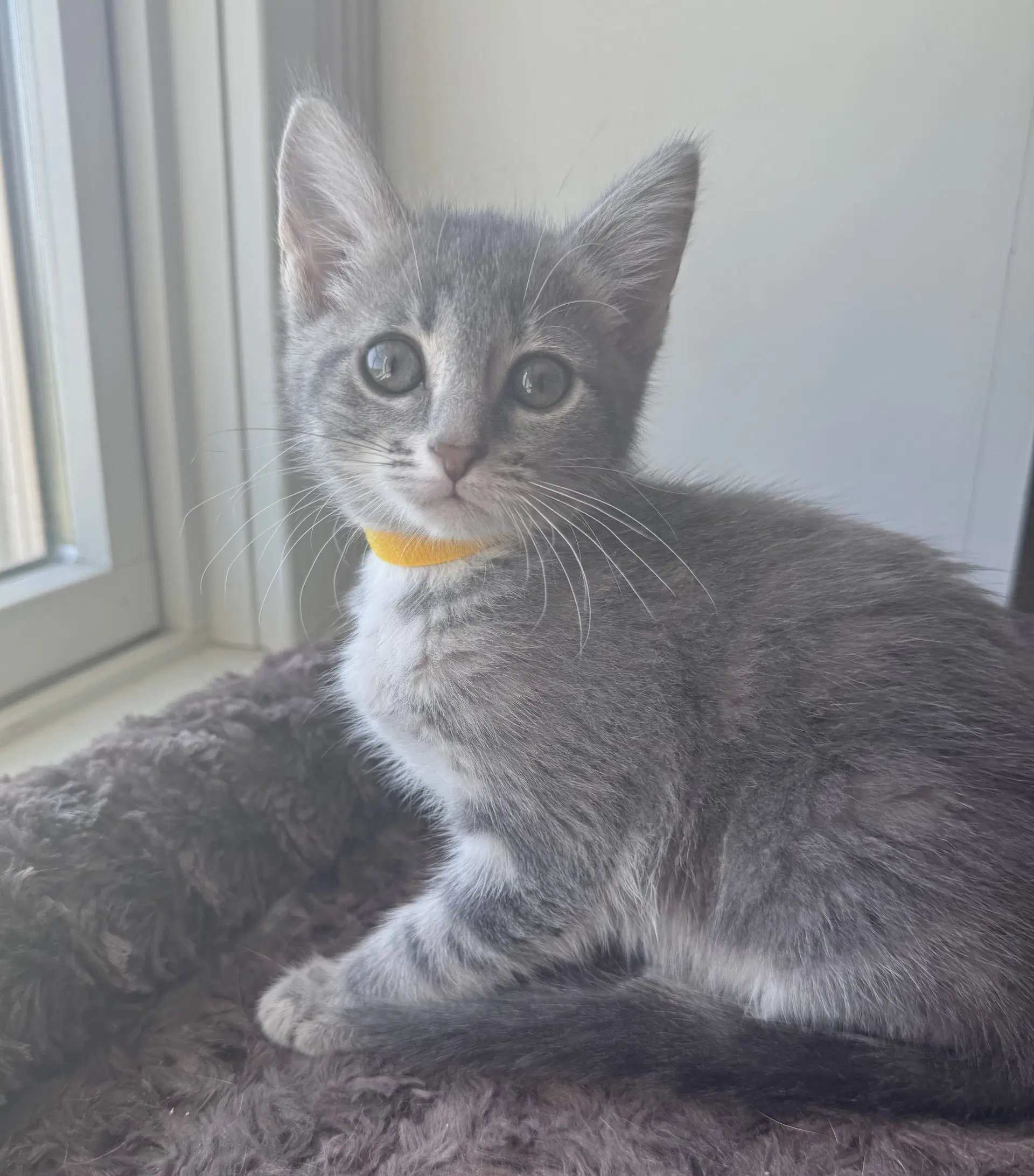 Heather - Domestic Short Hair