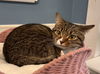 Mittens