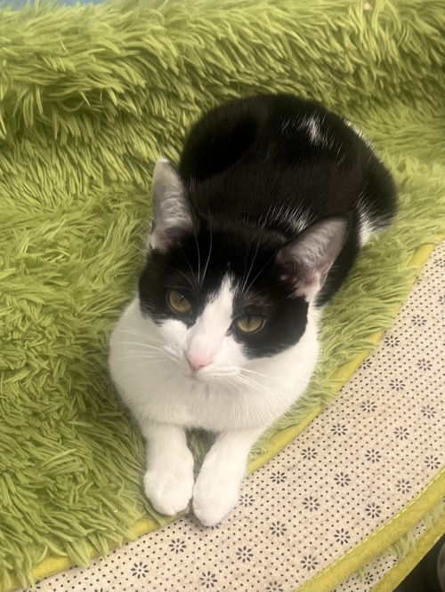 Miso