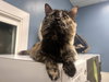 Susan the Gentle