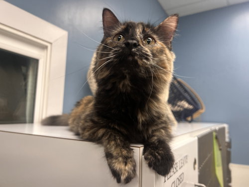 Susan the Gentle