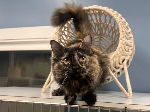 SUSAN THE GENTLE - Tortoiseshell / Domestic Long Hair available for adoption