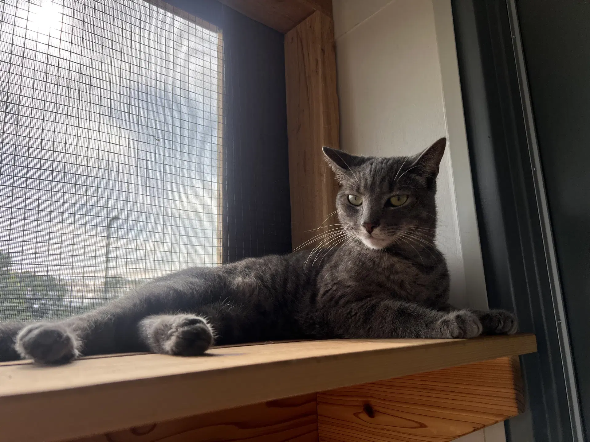 Emerald- Must Apply In Person - Tabby