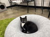 adoptable Cat in  named Onyx (PS)