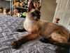 adoptable Cat in  named Queenie