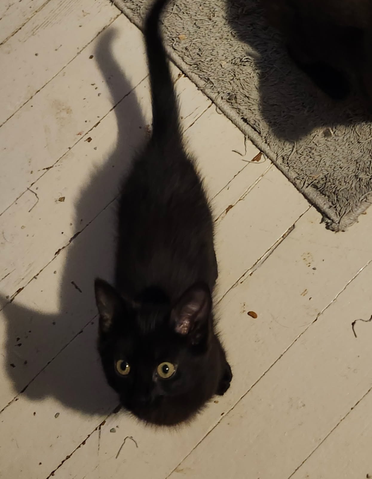 adoptable Cat in Georgetown, KY named Rocky