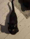 adoptable Cat in  named Rocky
