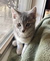 Basil