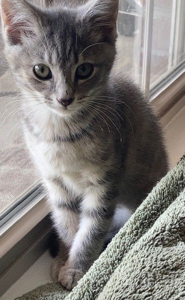 Basil