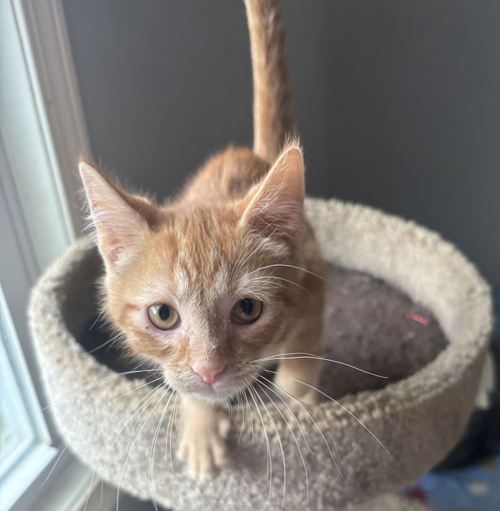 adoptable Cat in Georgetown, KY named Edmund the Just
