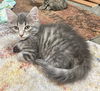 adoptable Cat in  named Dexter