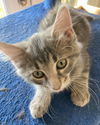 adoptable Cat in  named Dexter