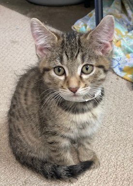 adoptable Cat in Georgetown, KY named Denver