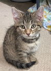 adoptable Cat in  named Denver
