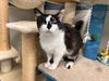 adoptable Cat in  named Charlotte