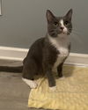 adoptable Cat in , KY named Jenny