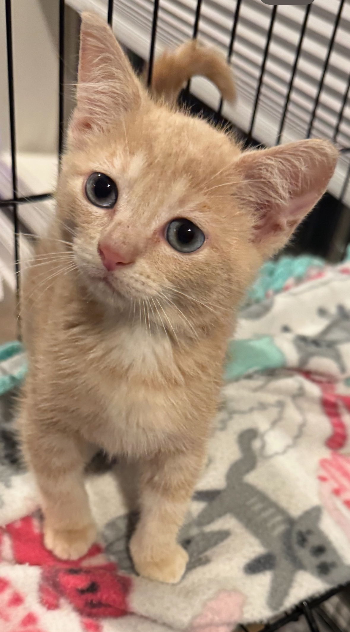 adoptable Cat in Georgetown, KY named Hampton