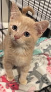 adoptable Cat in , KY named Hampton