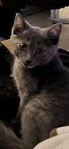 Cayenne
